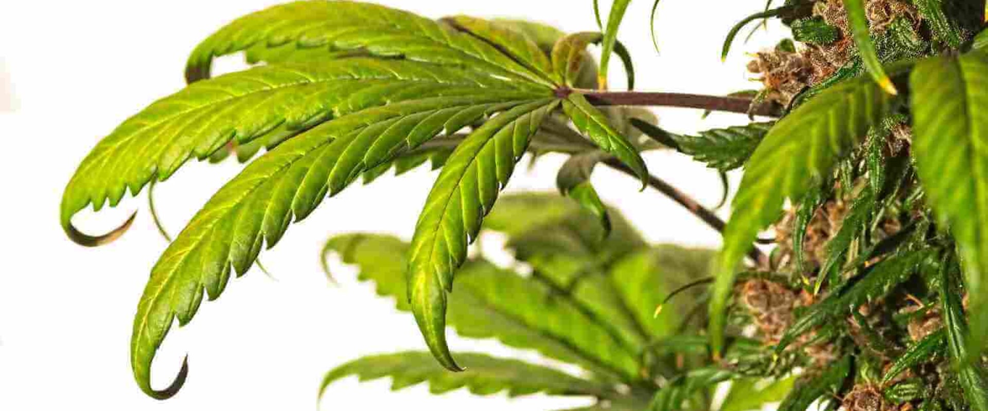 Causes of Cannabis Leaf Curl and How to Prevent It